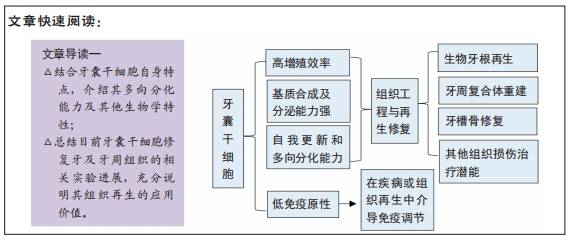 牙囊干细胞应用于牙及牙周组织再生修复的前景及临床转化价值