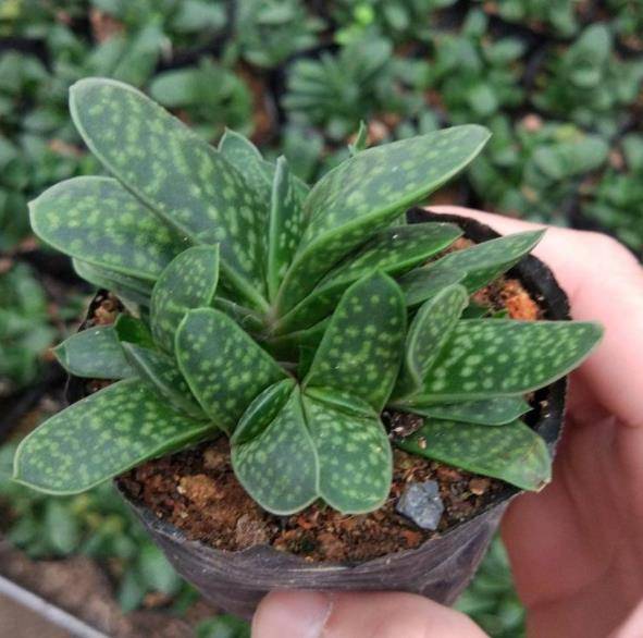 多肉怎么养叶片会厚厚的 0a1e01356d4b412c8ce2e9d583e9b6ff.jpeg