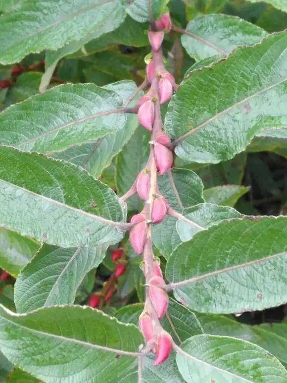 家有银柳 越过越有 当之无愧的 旺财花 年前必须安排 枝条 芽苞 柳枝