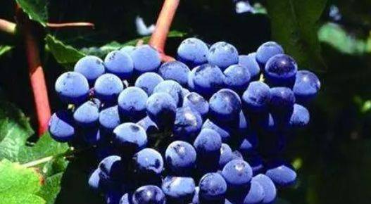 酒知识：波尔多产区新晋法定葡萄品种，你知道哪些？（上）