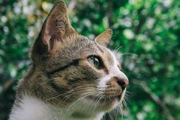 智商狸花猫最大的缺点，很多人无法忍受，喜欢的人却更爱不释手