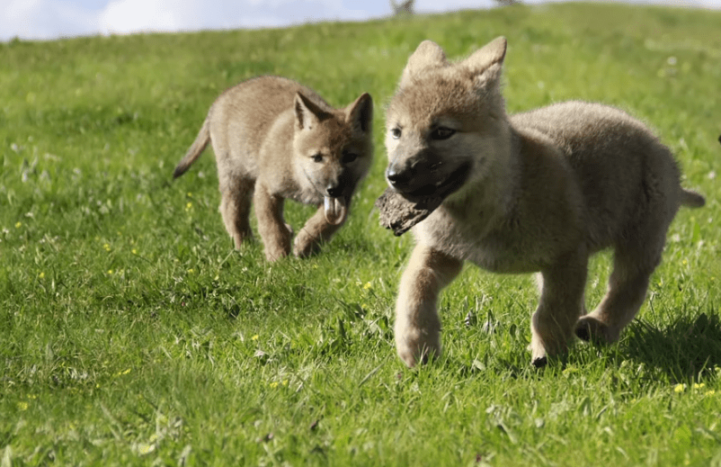 2010年,一位成都女孩把一匹狼当儿子带回家,10年后在草原再相认
