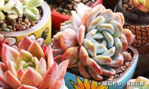 多肉怎么上色技巧教程 356d4ef827f643b39ec78c364b9af152.jpeg