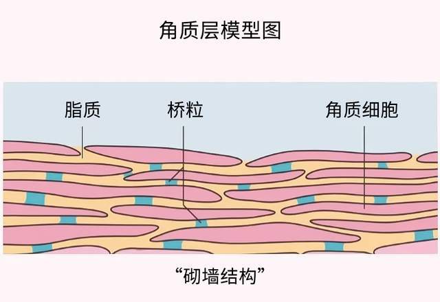 水初语《水初语护肤课堂》皮肤越补水越干？你需要了解这5个补水真相！