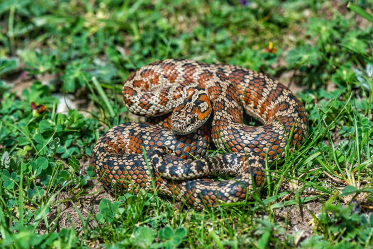 原创红斑高山蝮高原一点红短小毒牙加害羞性格只钟爱扑棱蛾子
