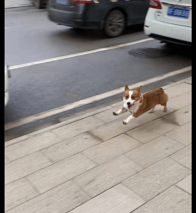 因为一面之缘的柯基紧跟着女孩，跟踪到家又去了公司，可惜结果很遗憾