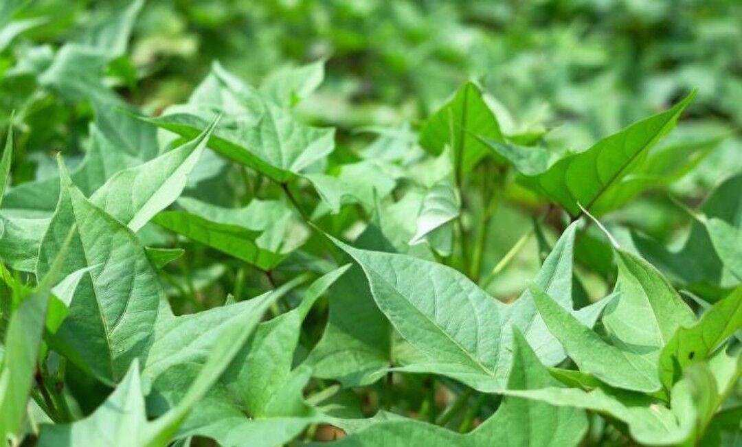 怎样腌制辣椒叶最好吃 e2ad00a6f52d4926b23ecc0a270b12e7.jpeg