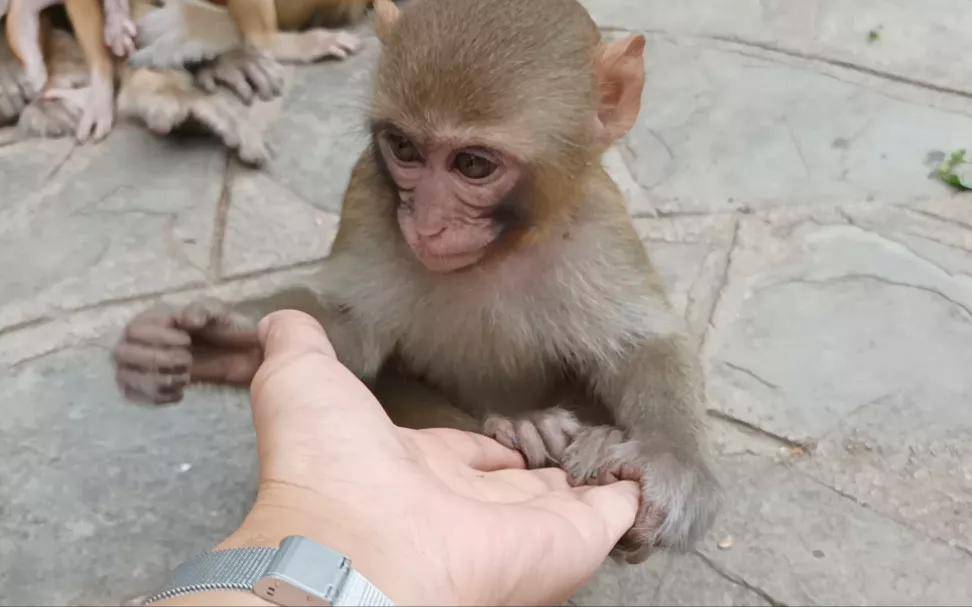 2020年，男游客欺负小猴子，遭猴群报复