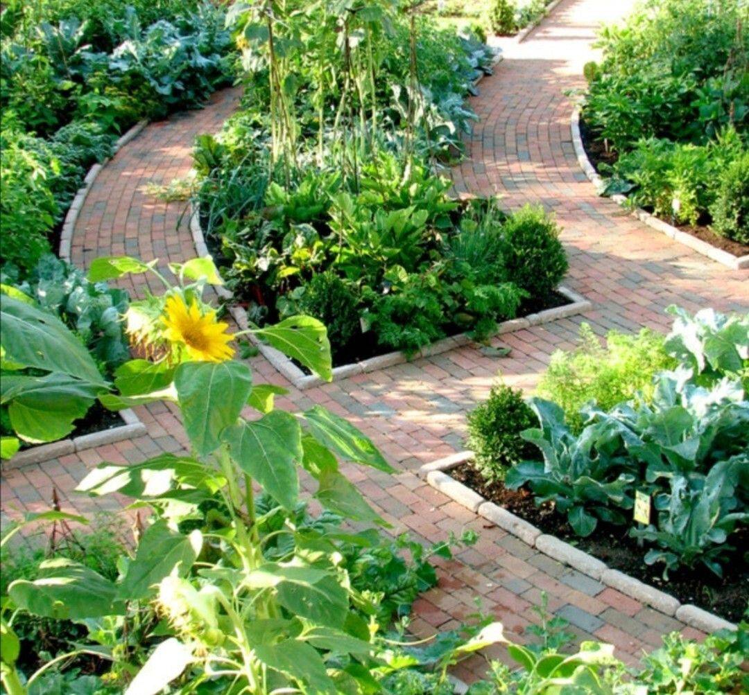 庭院种菜也能种出高级感菜和花一起种既是美景又是美食