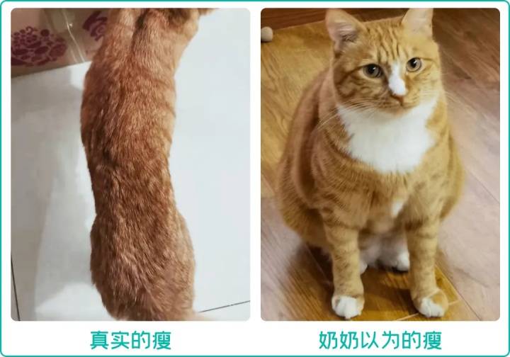 猫咪不胖怎么办