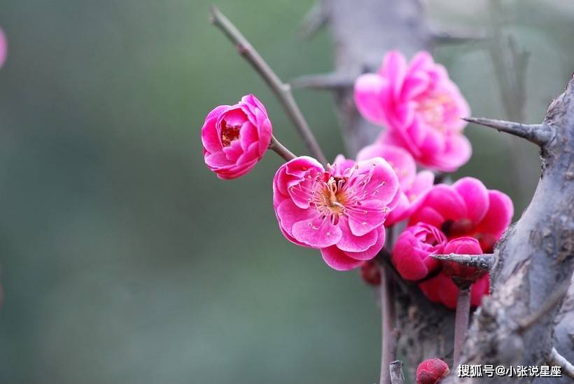 红鸾桃花和天喜桃花的区别 556eca985d7a429ab635feeed25fa4f1.jpeg