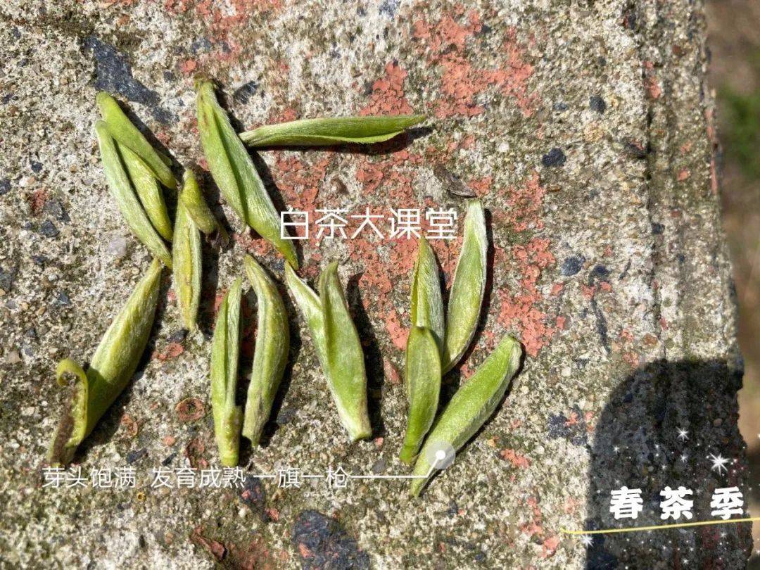 因为|花多少钱买白毫银针才合适？超过千元买一斤新茶的我，是不是亏了