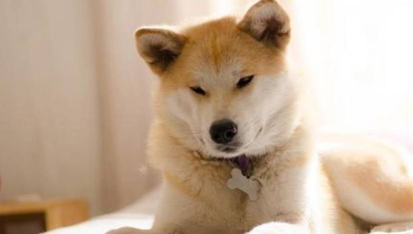 狗为啥会对主人忠心 540c27916a314ea08461e728918d4474.jpeg