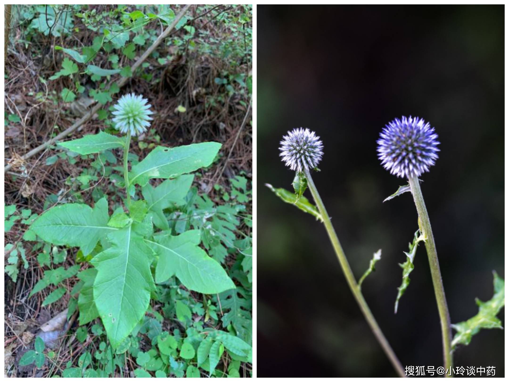 漏芦颗粒图片