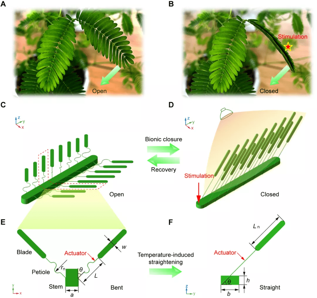 在仿生设计这一步,为模拟含羞草的