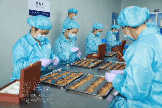 冬虫夏草品牌排行_东阳光鲜虫草独家冠名《天赐的声音3》,以生态虫草彰显品牌初心