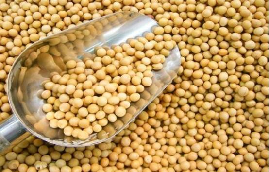 中国为什么进口大豆和小麦 380b5698f807467b827d54028197fba7.jpeg