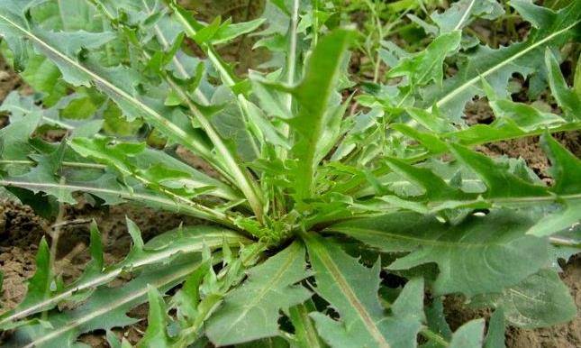 婆婆丁野菜有什么功效和作用 cdfcfbb739664c76ab92aea3a66a0d31.jpeg