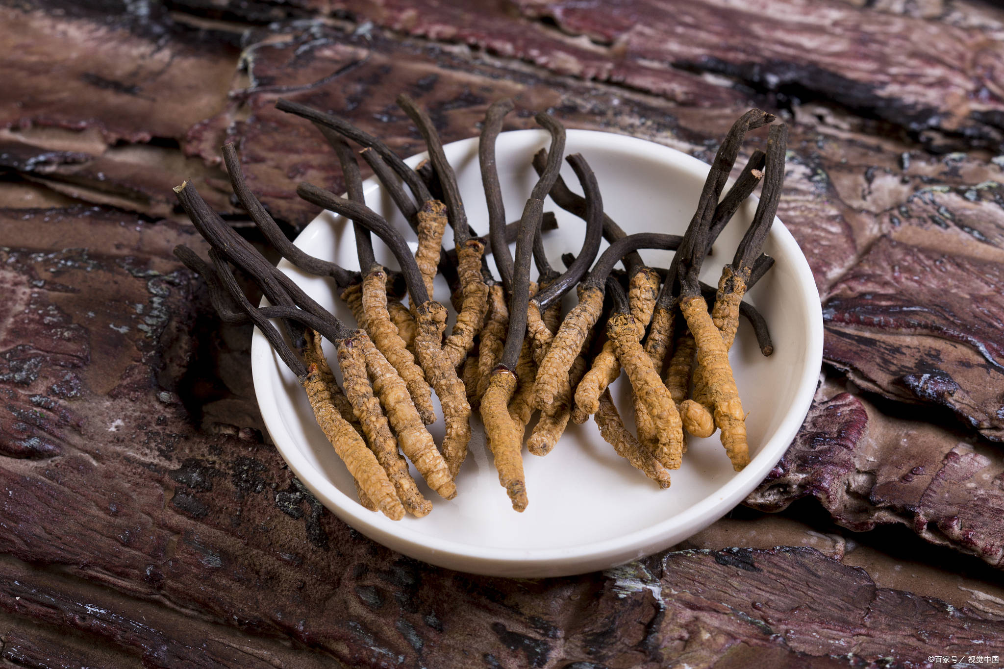 三世源回答._冬虫夏草_肿瘤_免疫