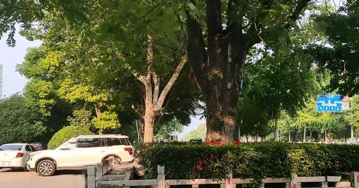 安徽淮北：一棵百年的臭香椿树，却被市民视为“神树”