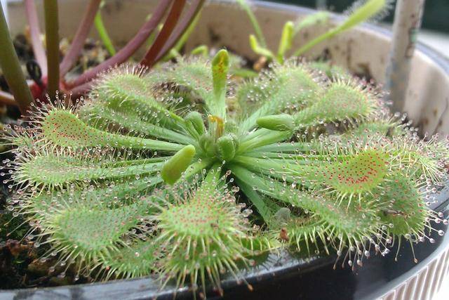 树是怎么传播种子 53dec2f4bdb74aaa9878618d3f66b59b.jpeg