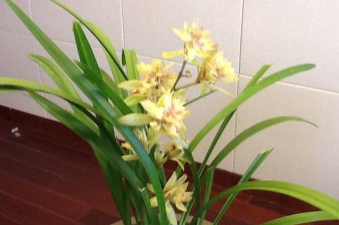 兰花为什么烂心 95d65a217dbc47cf90a738ff99146d6c.jpeg