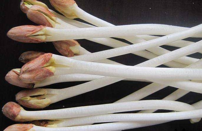 人体|花生芽有多少人吃过,别小看它,它的营养价值不亚于花生本身哦!