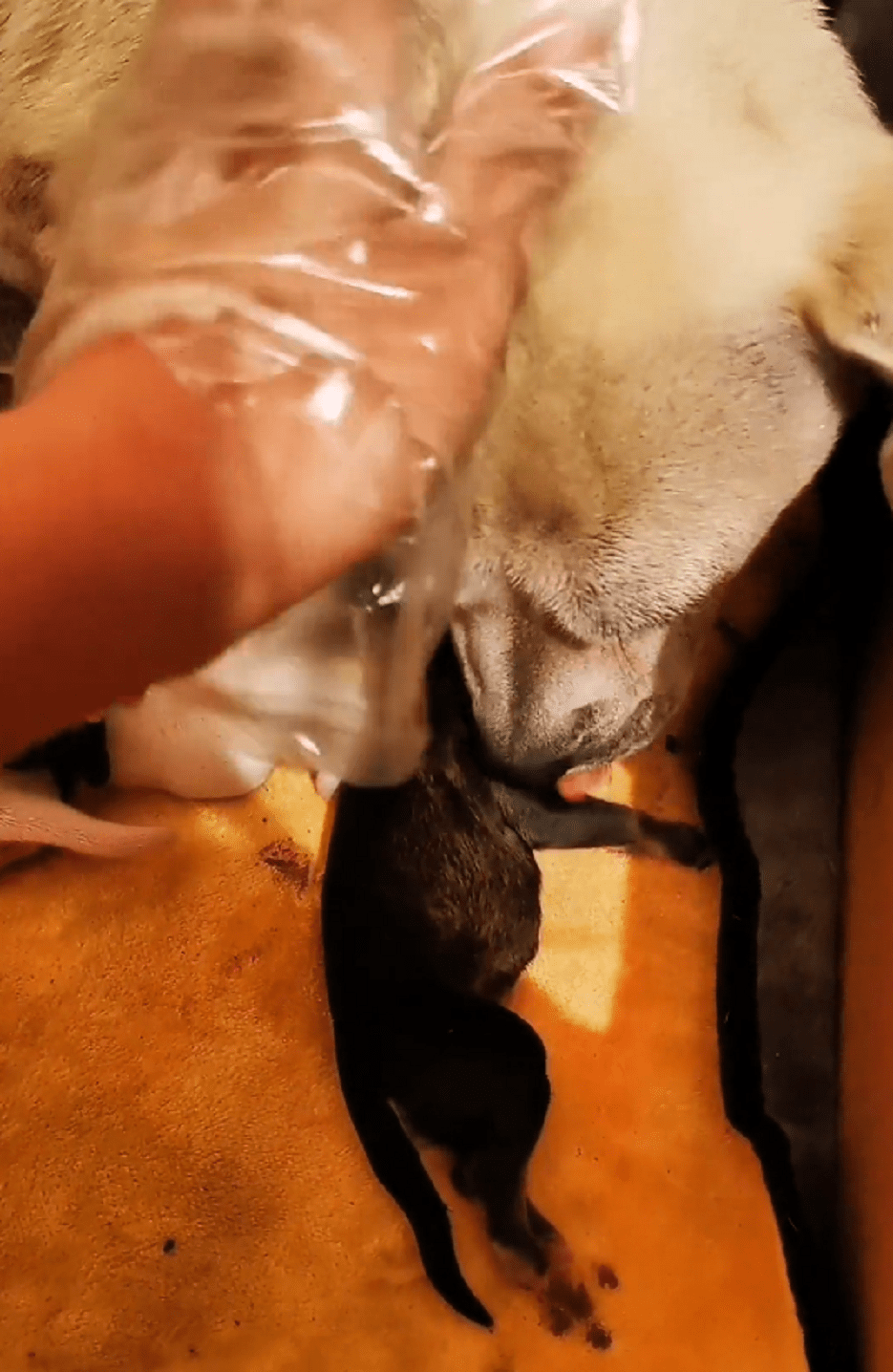 险些被狗肉馆剥皮的怀孕狗狗,不舍死去小狗,狗狗含泪抢回离世的小狗