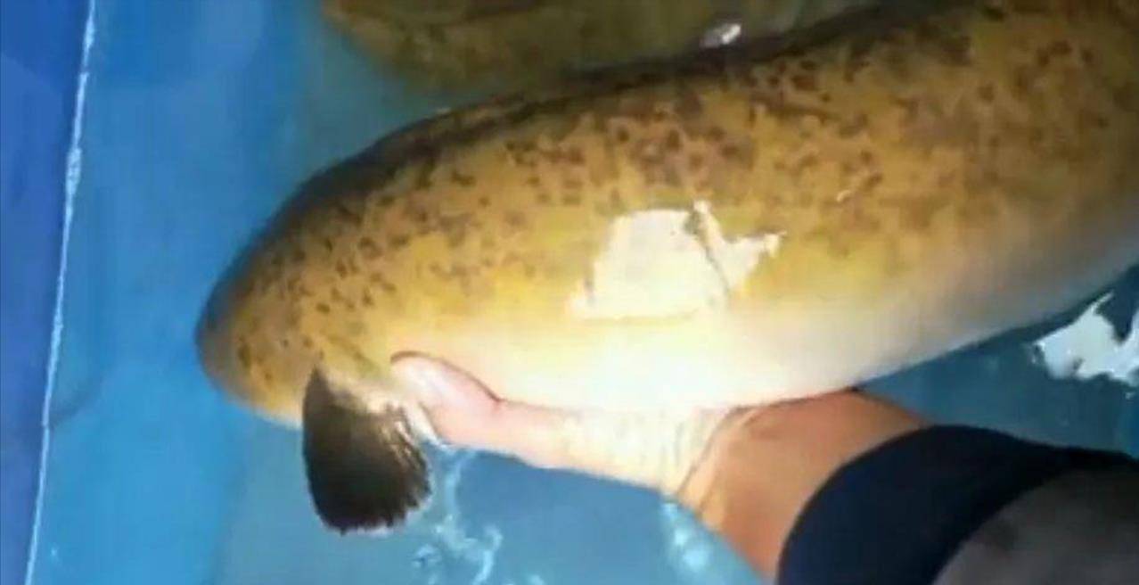 鱼多久成年 6eac1df9995c46c4a4275205a6300433.jpeg