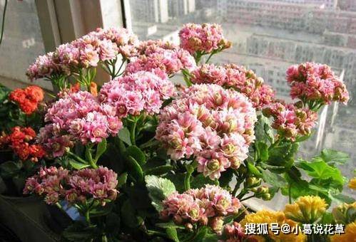 什么时候给花施肥好 889a071eb8054fd5925fb844ddeedf4d.jpeg