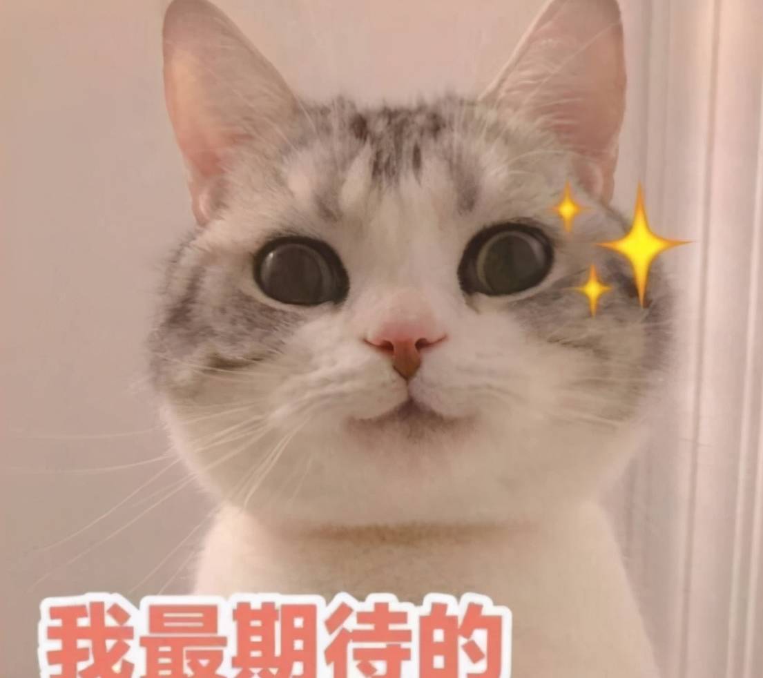 因为室内养猫要注意什么你知道吗？你家猫咪在散养吗？