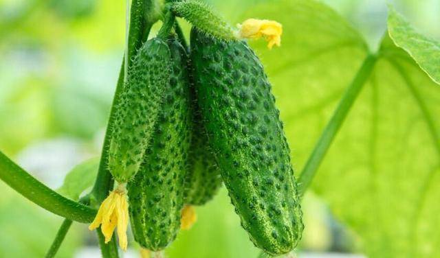 现在能种四季豆和黄瓜吗 8f085055f98b41218a263ecf0e4b73fd.jpeg