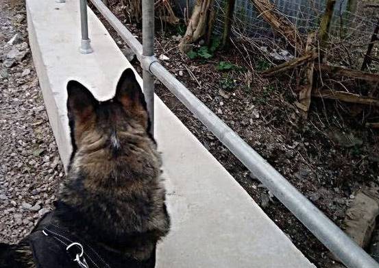 疑犯这二哈实力堪比警犬，却引网友们猜疑，德牧化了二哈妆而已