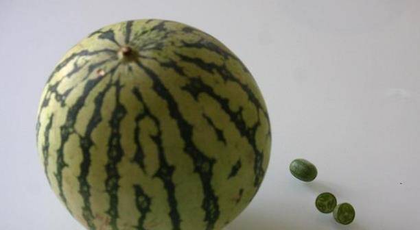 西瓜怎么种植才会最好 16497d3cc720430f8cb4cdddddf13fe4.jpeg