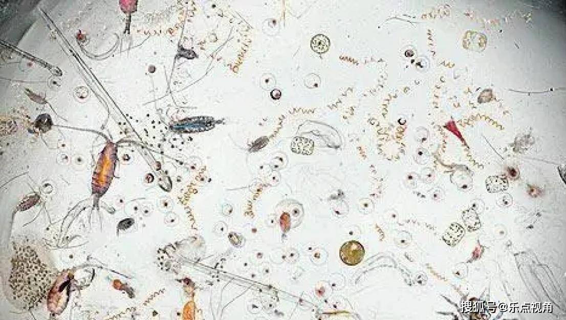 梦境解析，梦见上牙掉落与虫影的深层含义