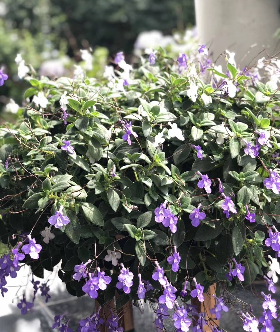 新型室内盆栽花 花叶共赏 三季开花 好种如绿萝 春天养花选它 植物 栽培 吊兰 全网搜