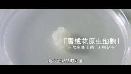 母细胞赫莲娜高光抗老CP，满满的α雪绒花拯救纤维母细胞