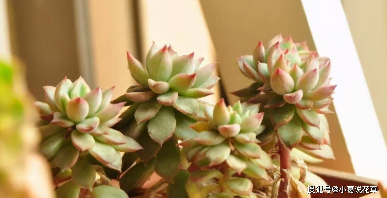 多肉怎么爆多头 430dc9fdc61d43e5bc0eba8599d26d00.jpeg