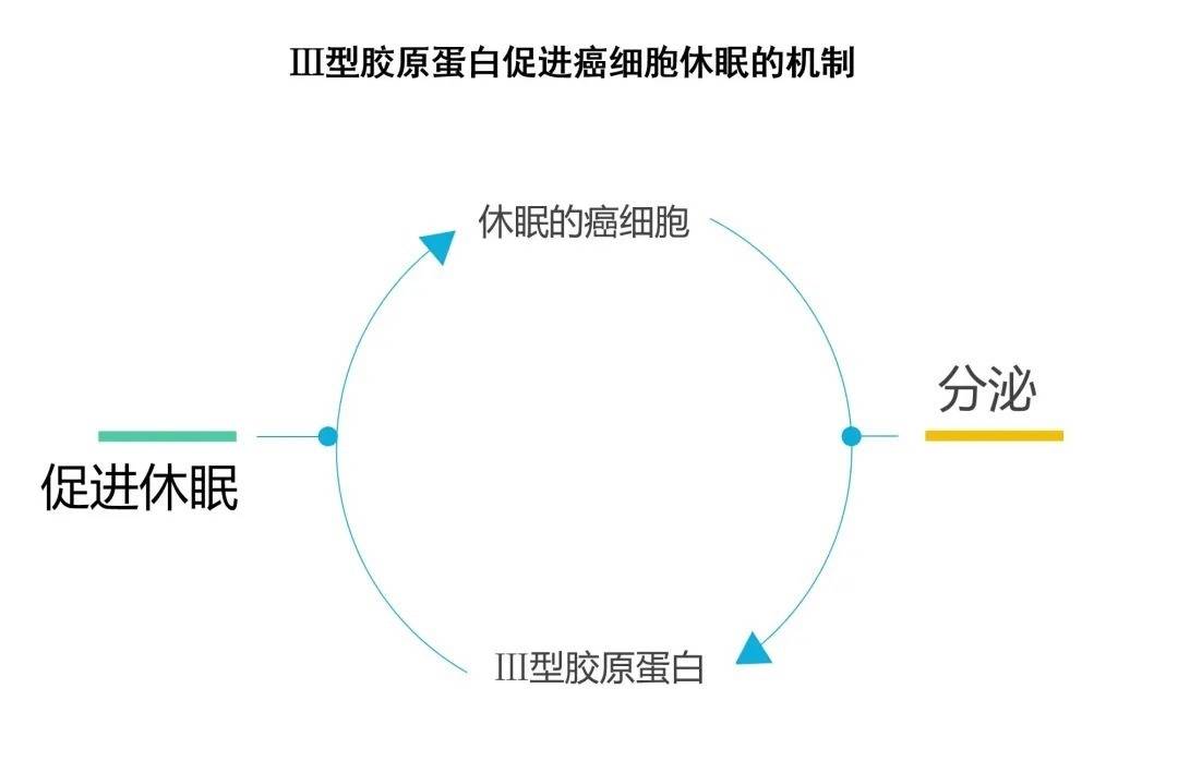 机制吃大猪蹄能预防癌细胞转移？又一癌症转移的机制被揭示