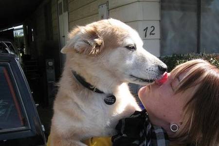 次数|狗向主人示好的几大动作,次数越频繁,感情越深!