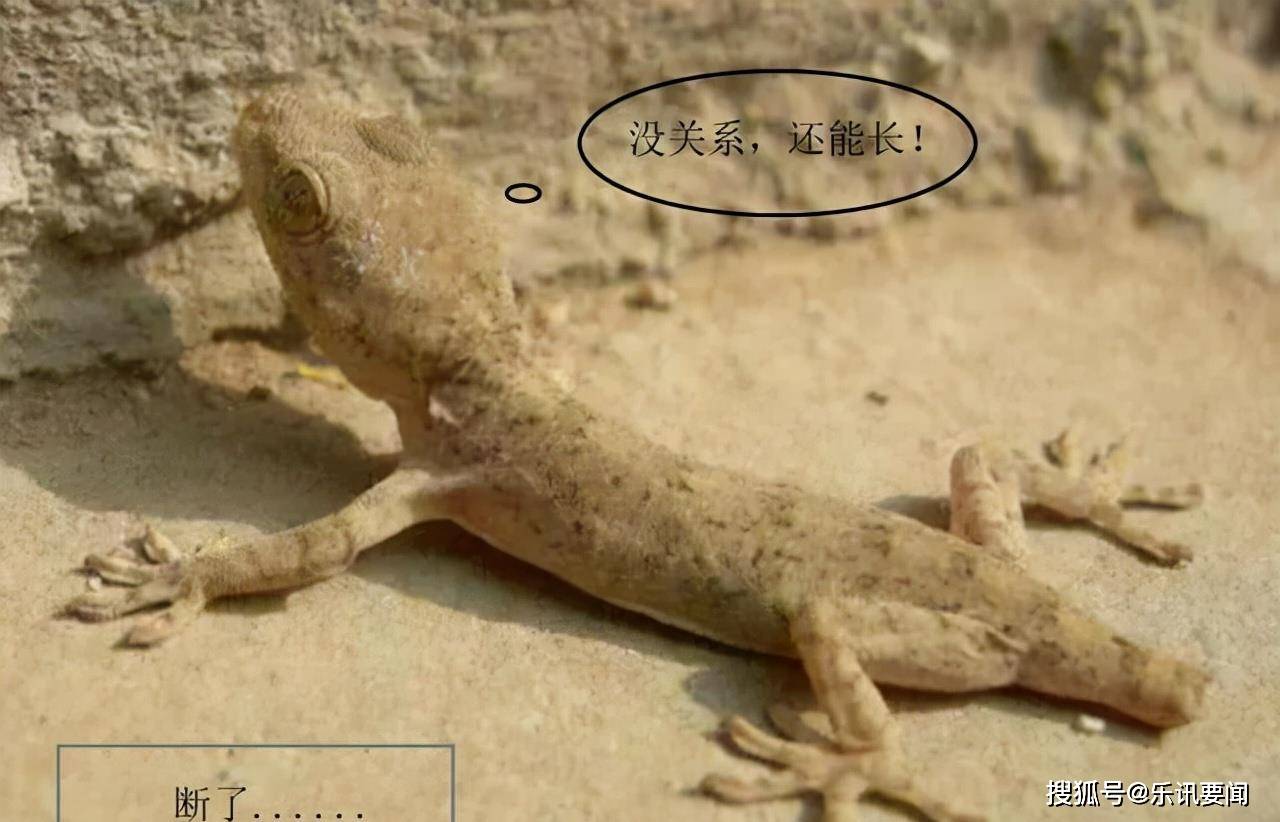 滴水不漏是什么动物 滴水不漏打一个动物