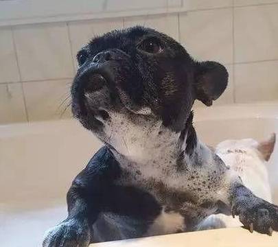 为什么狗狗怕洗澡