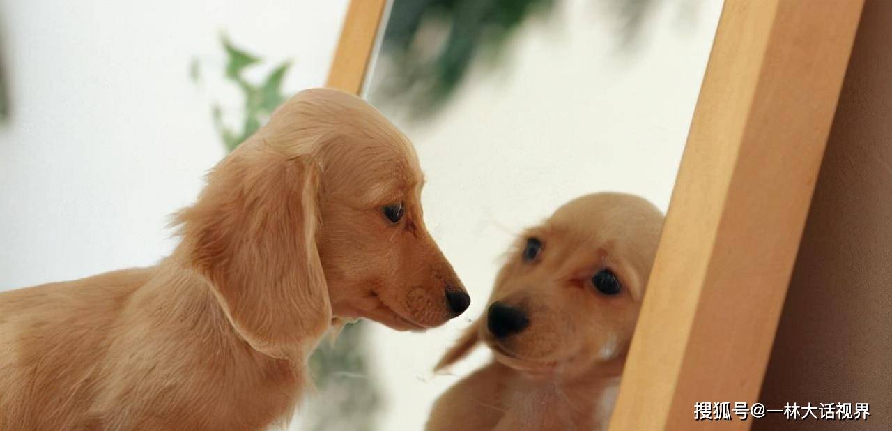 效应人在镜子里看到的自己和照相机中的自己，哪个更真实？