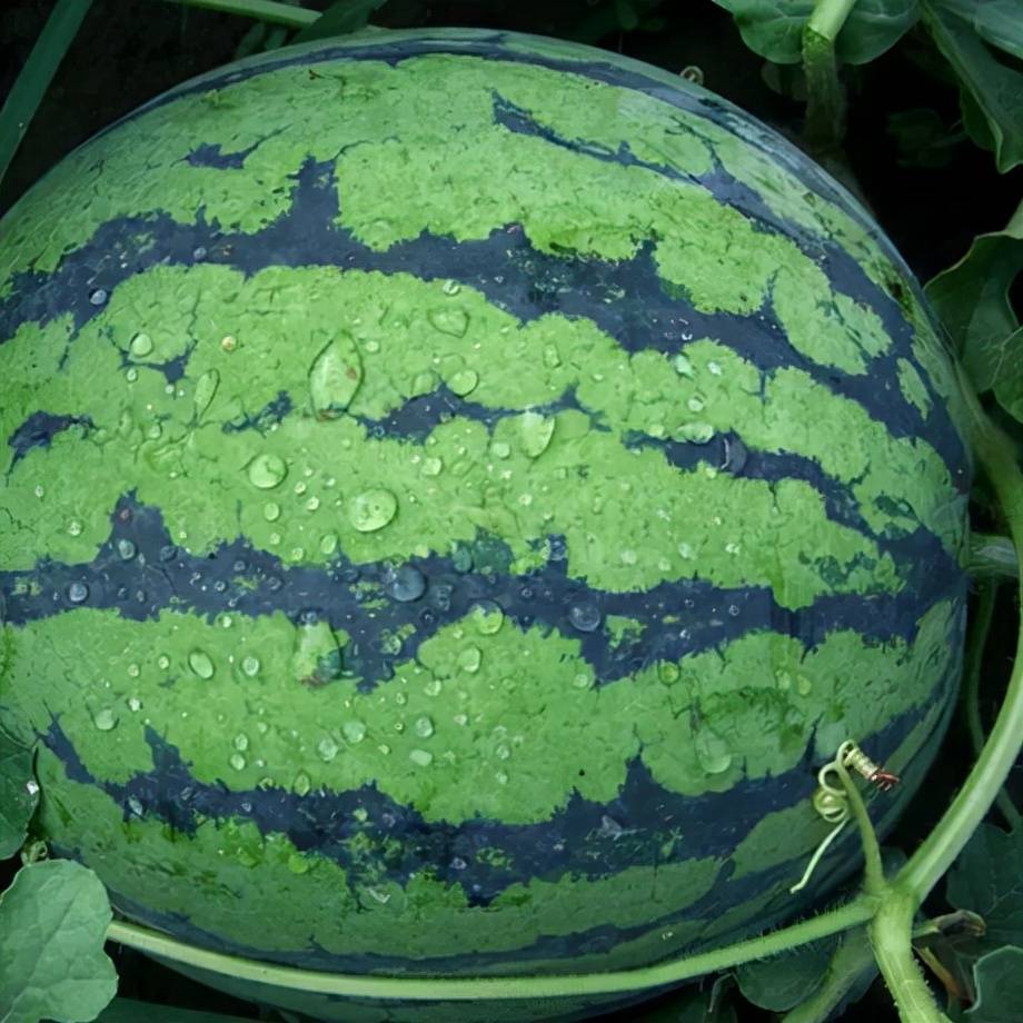 20%--0.30%的敌克松,拌种双或多菌