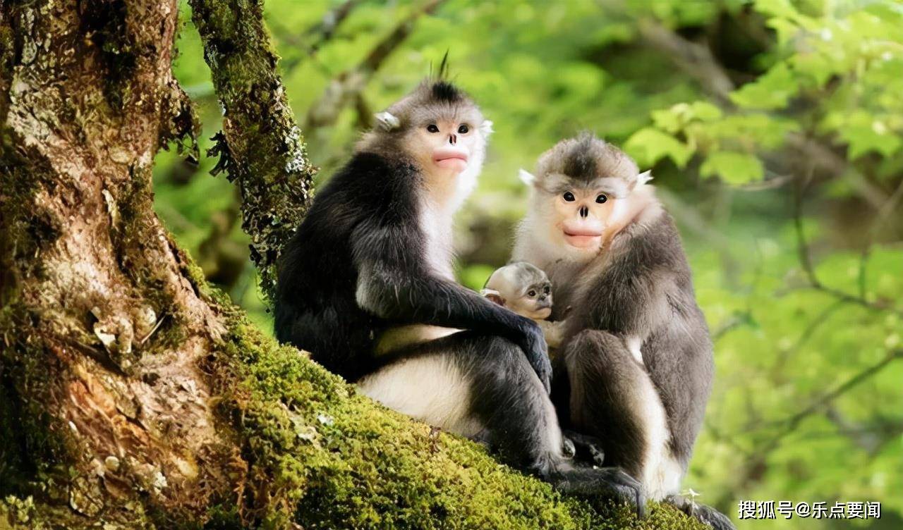 梦境中的灵动小猴，周公解梦小猴子的奥秘