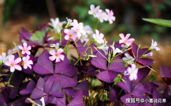 代表幸运的小草花 叶子像紫蝴蝶 懒人都能养爆盆 开满粉色小花 叶片 温度 施肥料