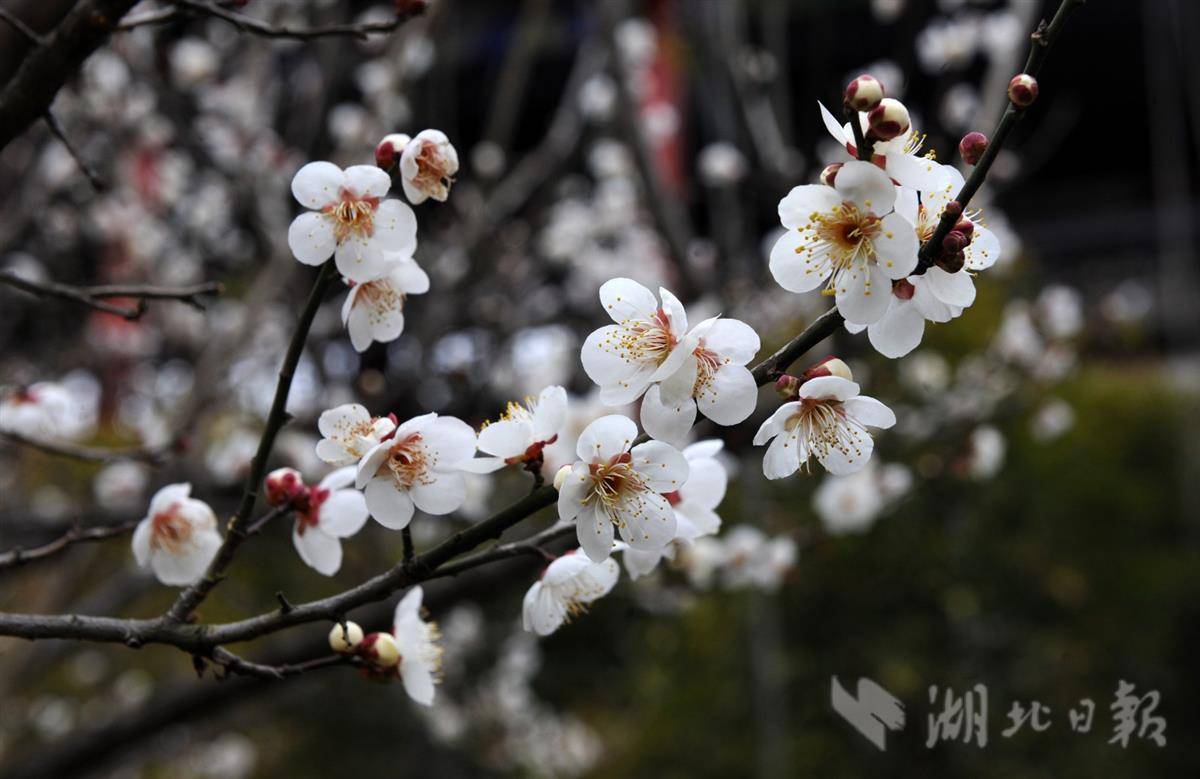 1月13日,游客在十堰市茅箭区的秦巴生态植物园欣赏梅花.