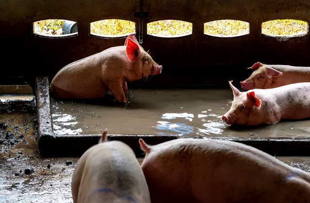 「创澳分享」养殖污染源主要有哪些?处理不彻底会有哪些危害?_畜禽_条