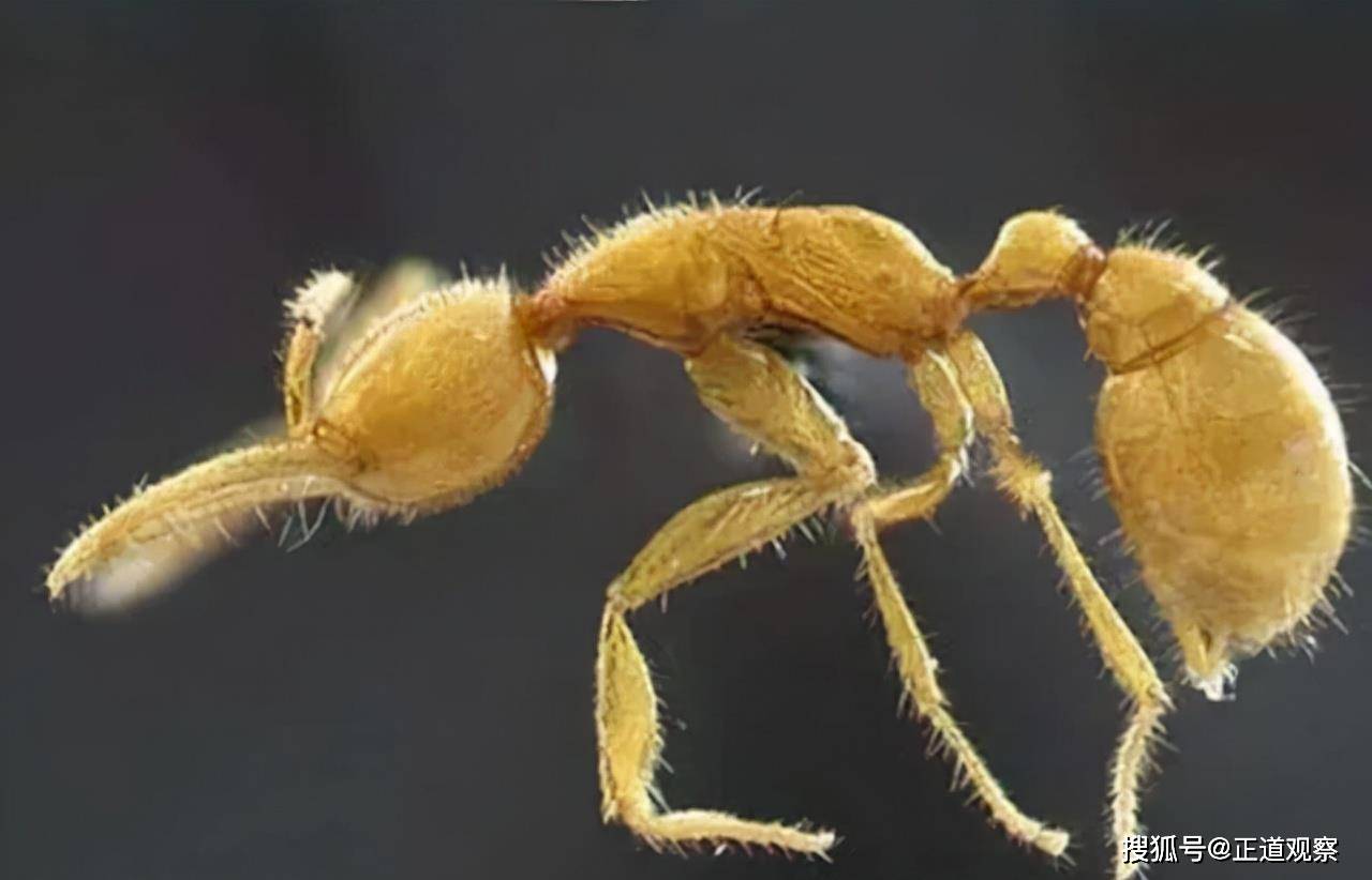 从蚂蚁开始进化 无限之异兽进化
