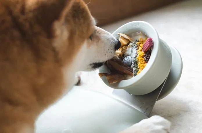 附件|忘情咀嚼，狗狗根本停不下来